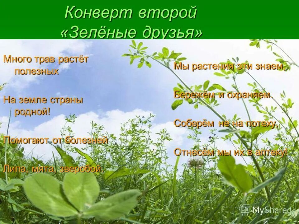 Лук наш зеленый друг. Зеленый день. Зеленый день. Зоологическое лото на 4 языках. Тема недели зеленые друзья.