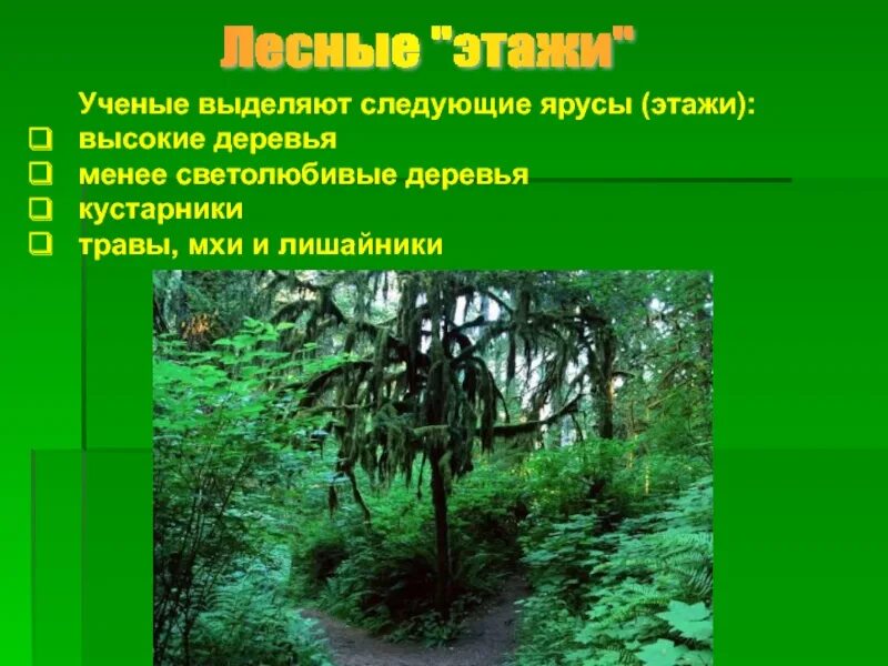 Жизнь леса 2 класс окружающий мир. Проект жизнь леса. Жизнь леса 4 класс. Жизнь леса 4 класс окружающий мир презентация. Проект растения леса.