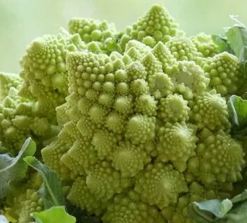 Капуста похожая