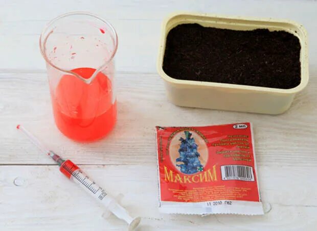 Как обработать максимом. Марганцовка для рассады. обработка семян максимом.