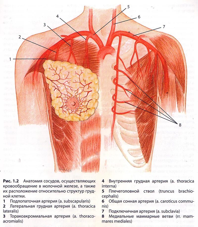 Молочная железа кровоснабжение. Кровоснабжение молочной железы анатомия. Кровоснабжение молочной железы топографическая анатомия. Молочная железа анатомия кровоснабжение.