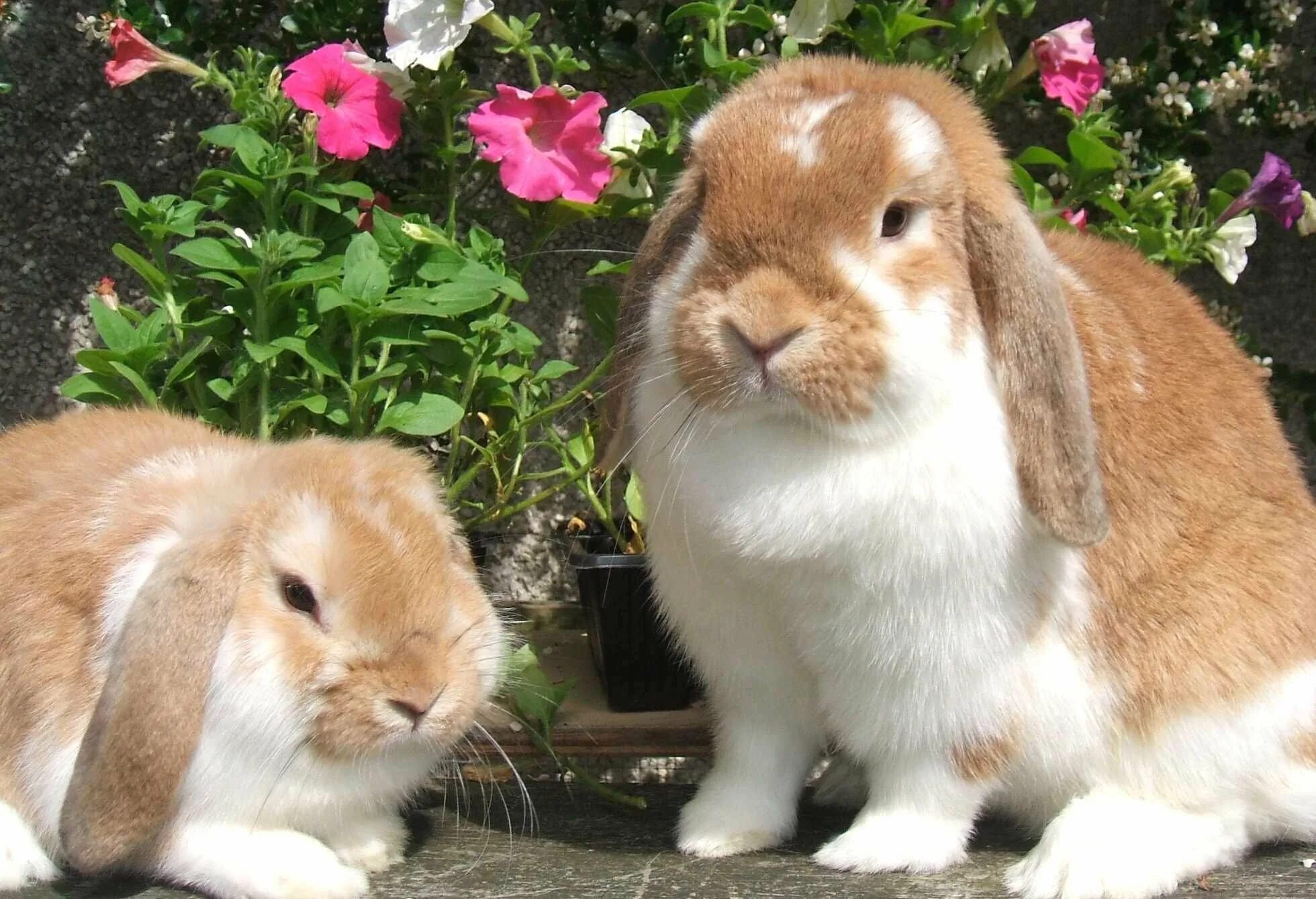 Английский кролики 2 2. Карликовый кролик Минилоп. Вислоухий кролик Минилоп. Mini lop кролик. Английский вислоухий кролик баран.