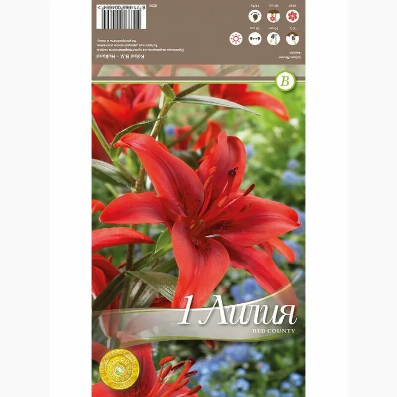 Лилия Азиатская "Red Flavour", Ред Флейвор