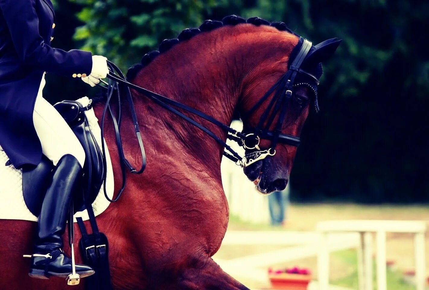 Лечебная верховая езда. Как называют человека который занимается лошадьми. Профессия конюх. Сотникова маргарита владимировна конный спорт. Верховая езда.