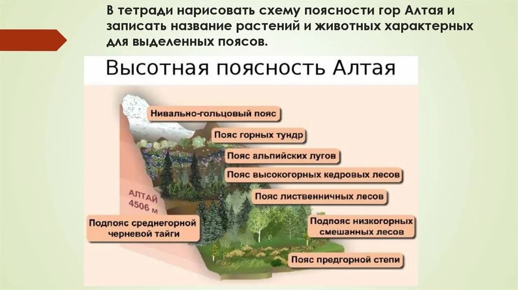 Природная зона горы алтай. Высотная поясность гор алтая. высотная поясность природные зона алтая. высотная поясность это в географии 6 класс. схема высотной поясности алтая.