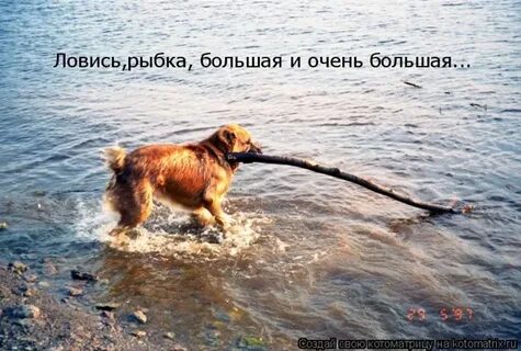 Какую рыбу ловила таня дикая собака