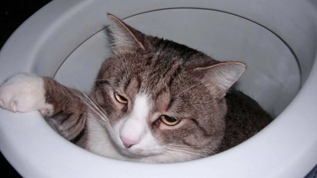 Врасплох как правильно. Понос прикол. Девушки застигнутые врасплох. Врасплох как правильно. Застали фото.