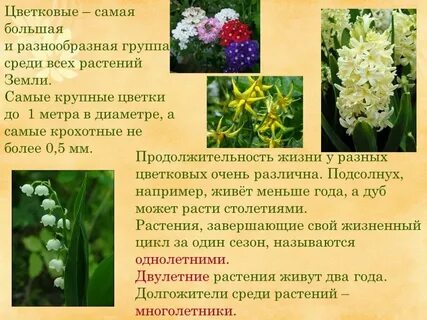 Описание цветковых