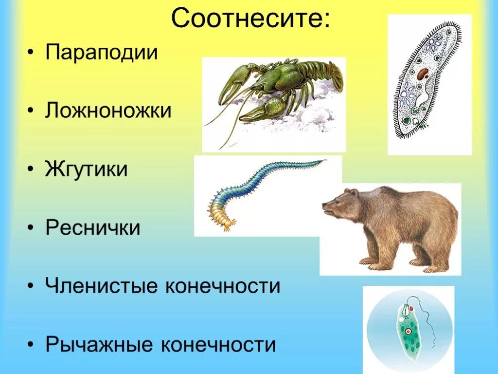 Эволюция двигательной системы животных. Опорно двигательная система хордовых. Эволюция опорно-двигательной системы животных таблица. Эволюция двигательной системы животных. Жгутики реснички ложноножки.