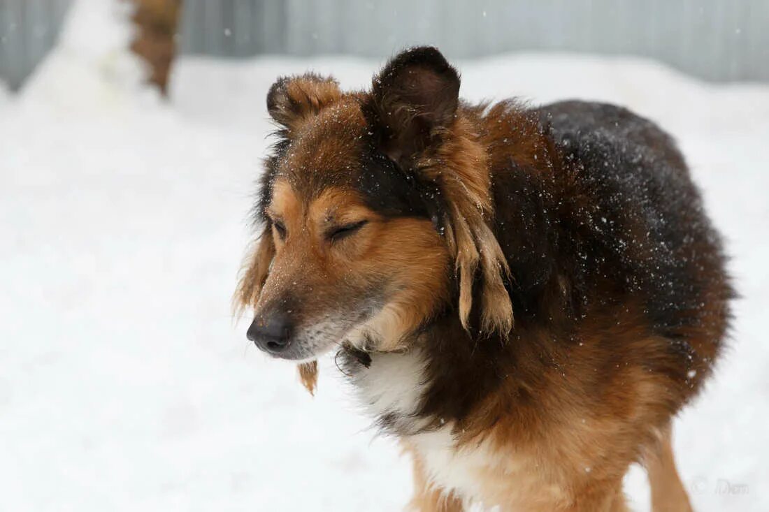 Корги полицейский в нижнем новгороде. Серо рыжая собака. Вельш корги рыжий. Собака дворняжка рыжая. Лайка дворняжка.