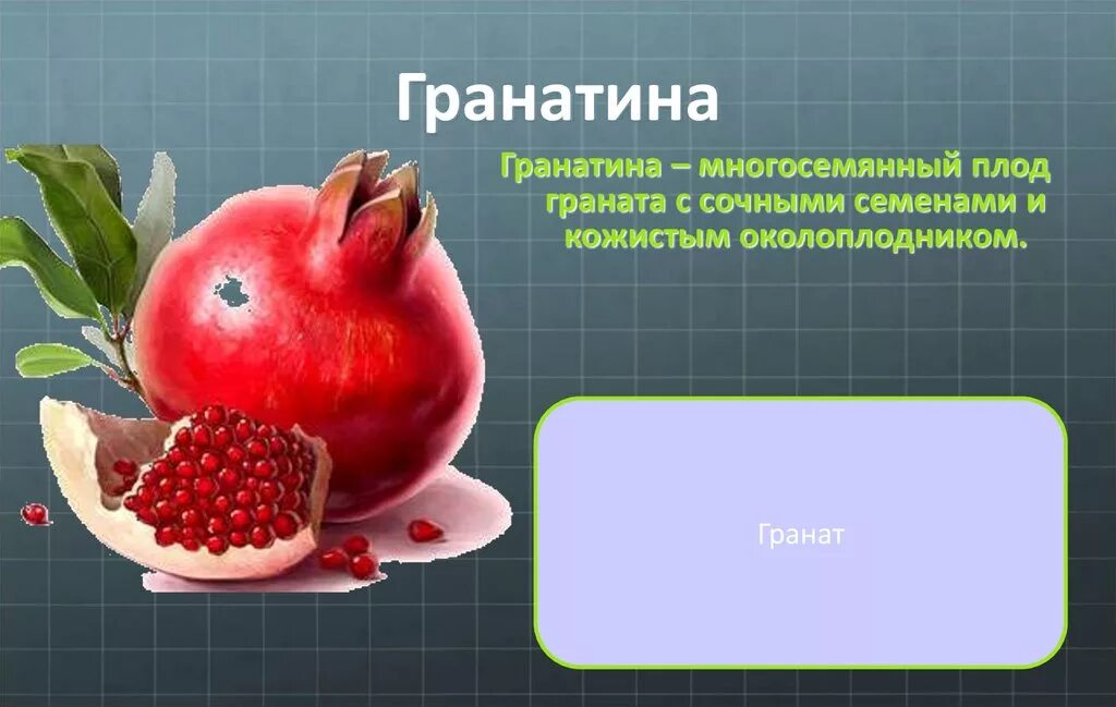 Как называется плод граната. Гранатина плод. плод гранатина строение. плод у граната гранатина. строение плода граната.
