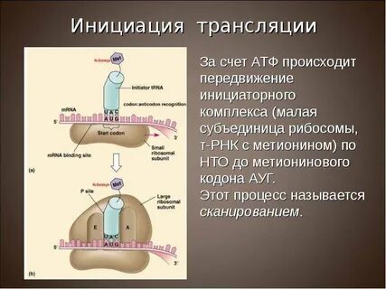 Белков начинается