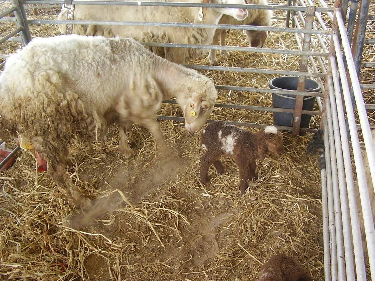 Сколько окот овцы. Срок беременности у овец. Окот у овец романовской породы. Суягные овцы. Суягные овцы.