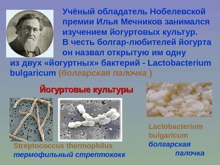 Стрептококки и молочнокислые бактерии. Болгарской палочки термофильного стрептококка. Термофильные молочнокислые стрептококки. Молочнокислый стрептококк (streptococcus lactis). Lactobacillus (лактобактерии).