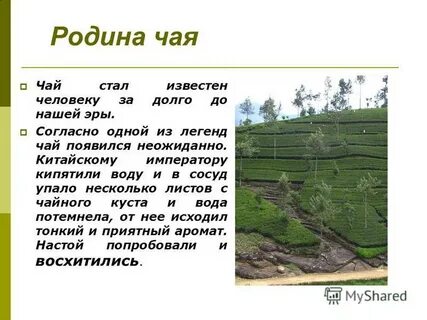 Родиной чая считается