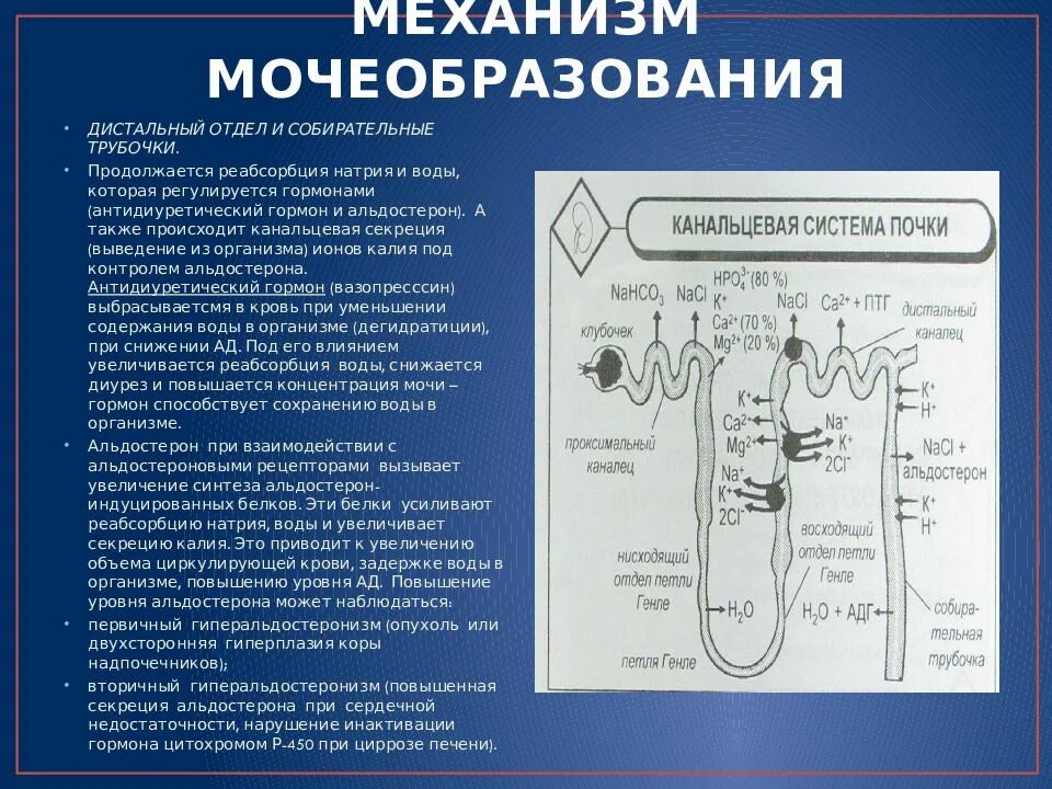 Движение мочи по собирательным трубочкам пирамид. Реабсорбция ионов натрия в нефроне. Петля Генле отдел реабсорбция воды. Нисходящая петля Генле реабсорбция. Реабсорбция в петле Генле.