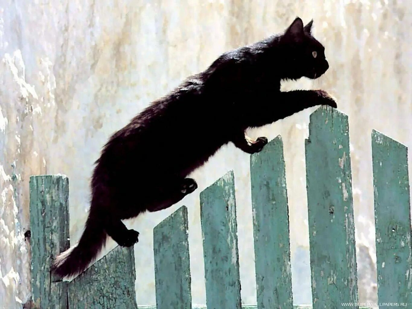 Идите не спеша. Лось шел не спеша. Черепаха спешит. Черепаха идет. Идите не спеша.