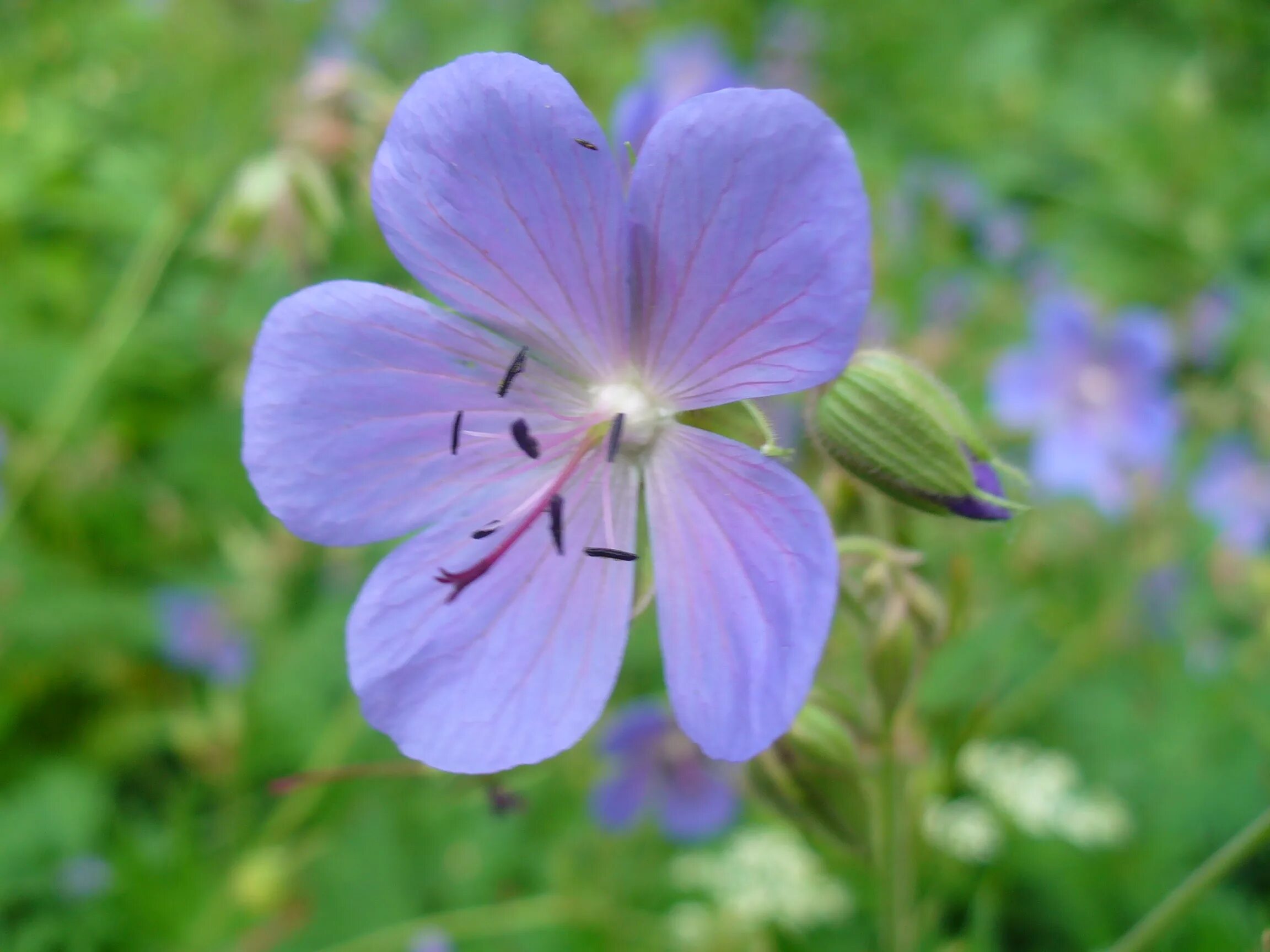 Полевые и луговые цветы подмосковья. Растения московской. Растения московской области. Растения московской. Крокус аттикус.