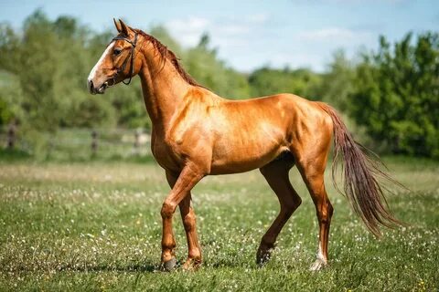Рыжий конь