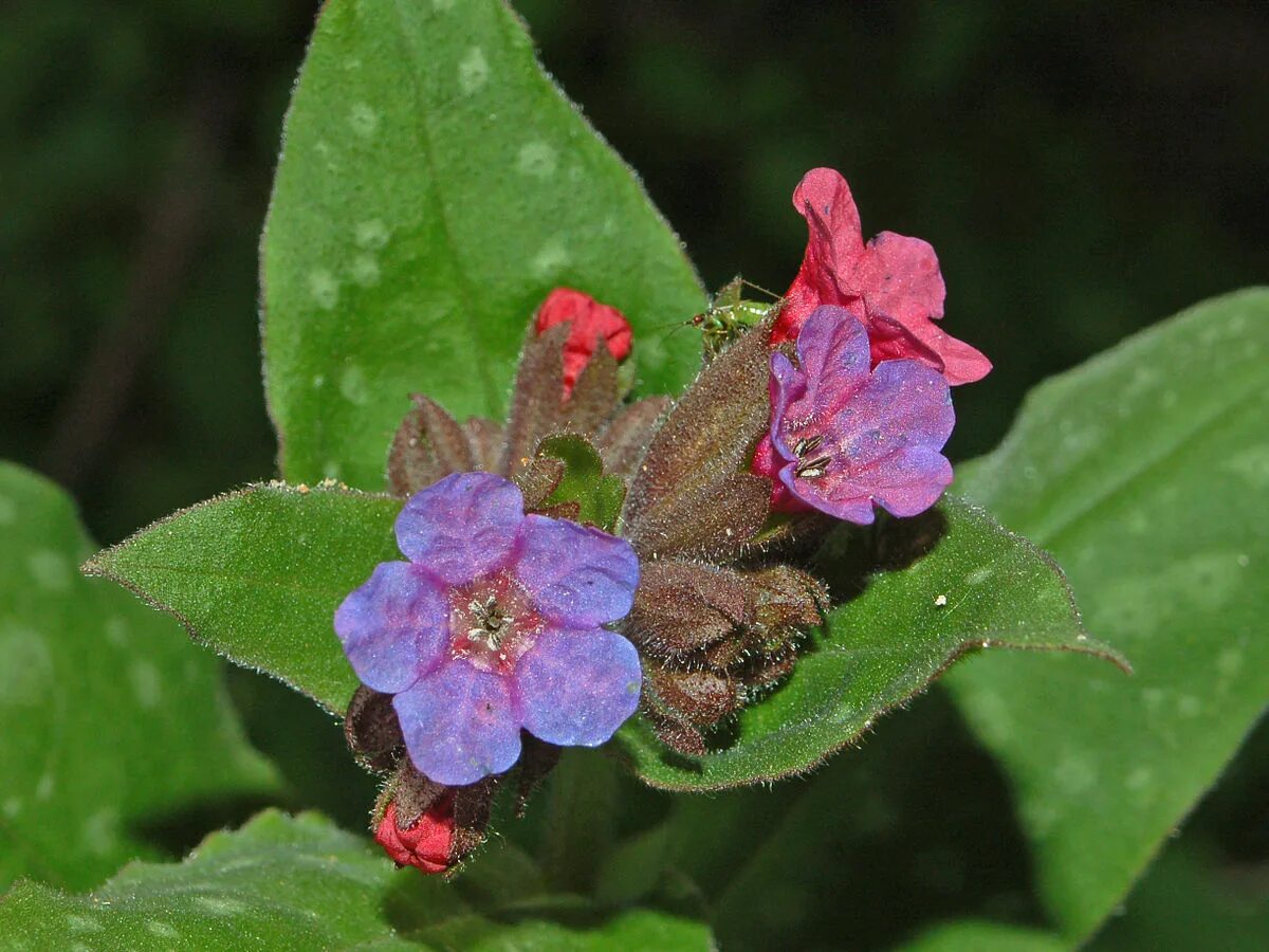 Летучая медуница 7 букв. Pulmonaria officinalis. Сибирские цветы медуница. Медуница садовая многолетняя. Медуница неясная листья.