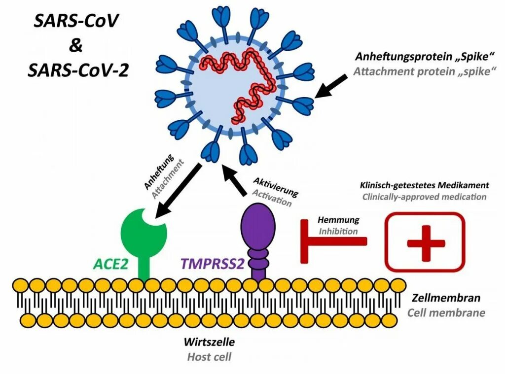 Ace 2 Рецептор коронавирус. Коронавирус строение Covid 19. Рецепторы клеток для SARS-cov-2. Строение вируса SARS-cov-2. Действие коронавируса