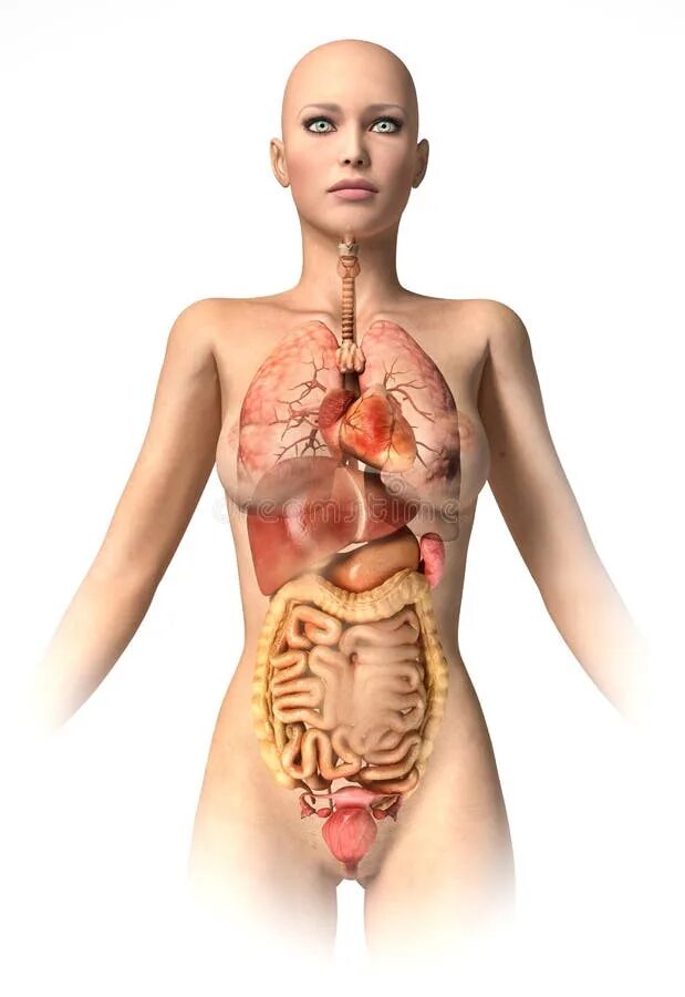 Двух организм девушки. Анатомия женского тела. Организм девушки. Органы женщины.
