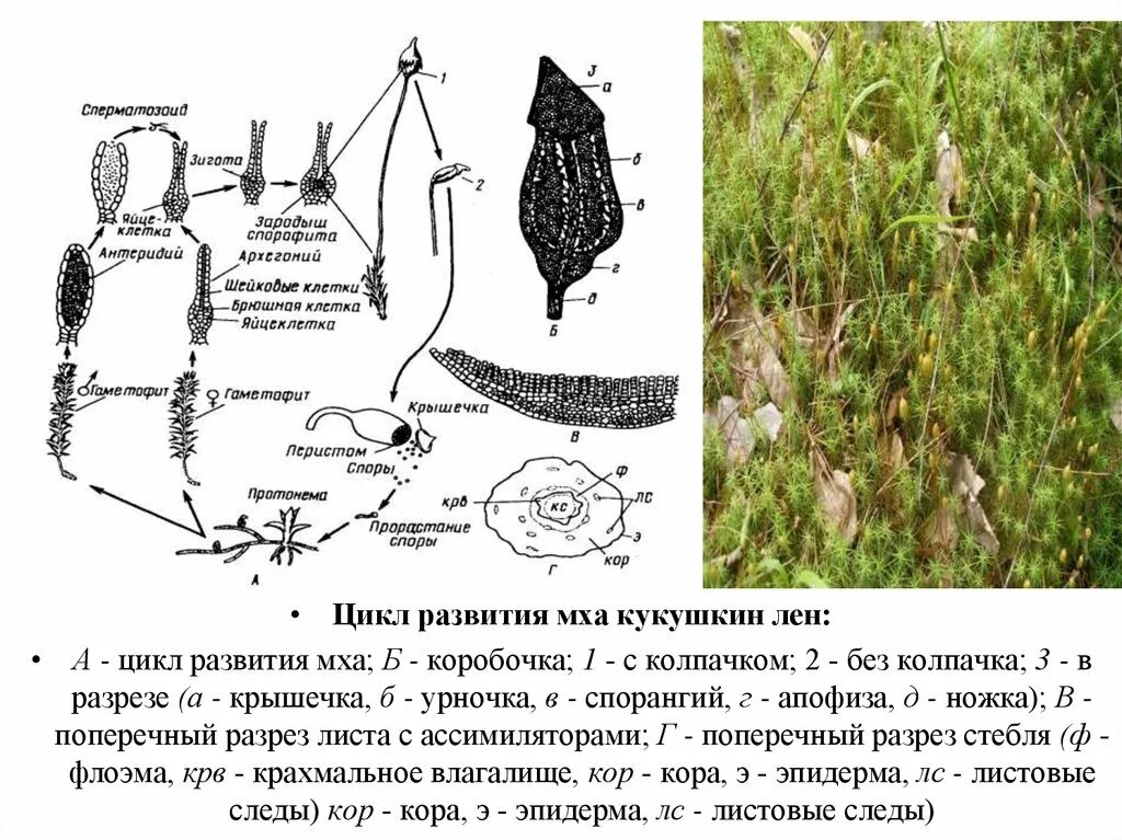 Цикл размножения мха кукушкин лен. Жизненный цикл развития Кукушкина льна схема. Цикл развития Кукушкина льна схема. Жизненный цикл Кукушкина льна схема. Кукушкин лен цикл развития схема.