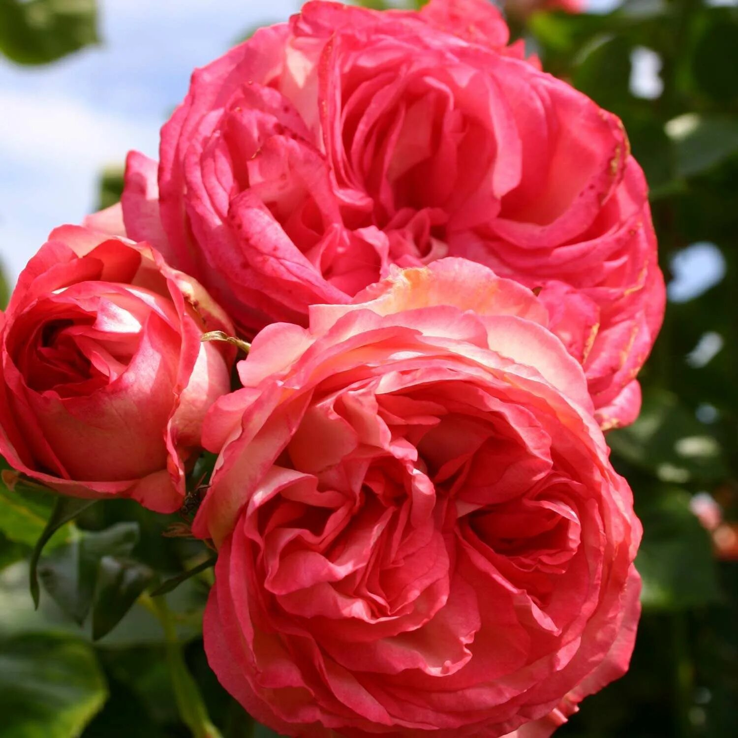 Антик 89 плетистая. Антик 89 плетистая. Rose antique. Rose antique. Плетистые розы антик.