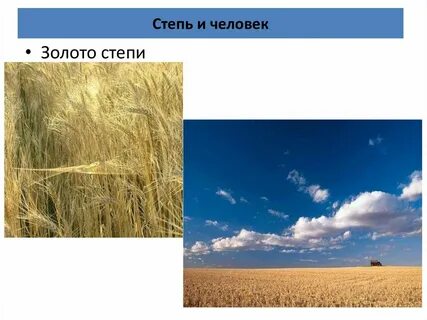 Какие богатства степей использует человек окружающий мир