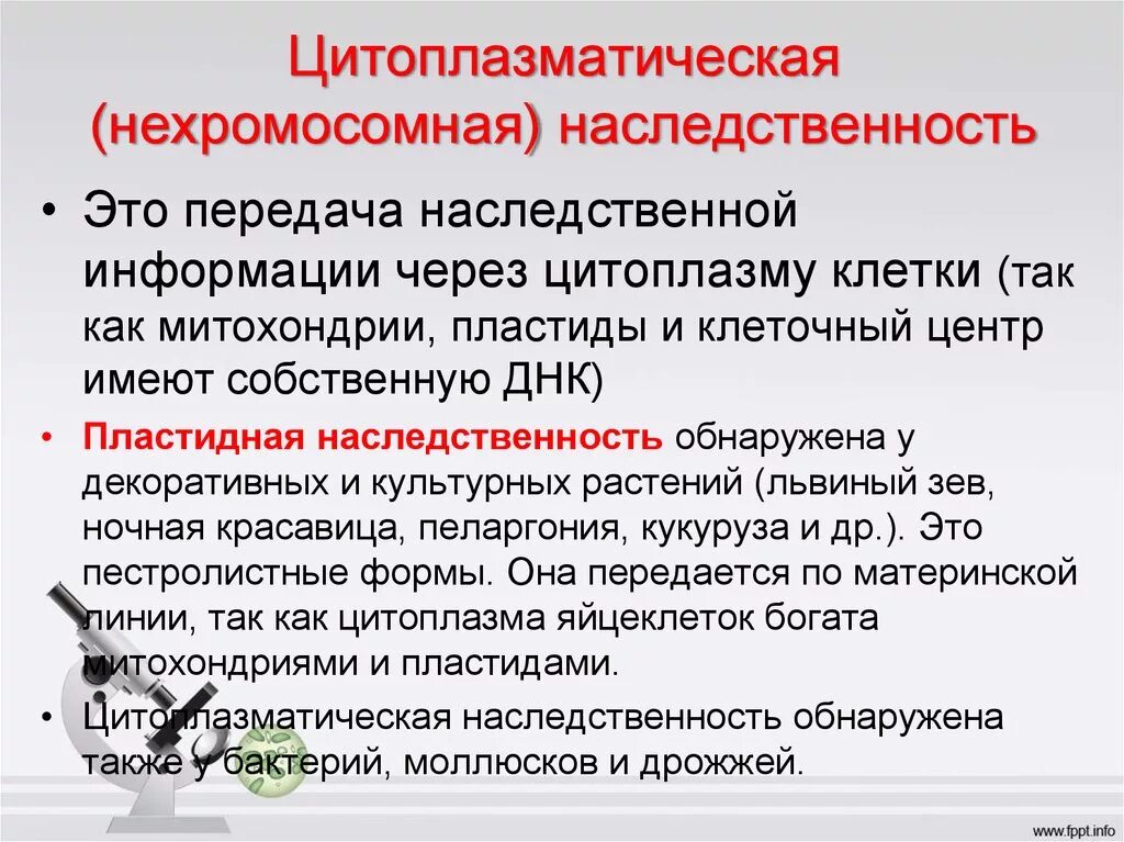 Наследственный лист. Цитоплазматическая наследственность. Цитоплазматические наследственные это. Нехромосомная цитоплазматическая наследственность. Цитоплазматический Тип наследования.