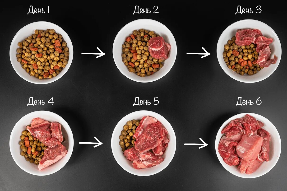 Как правильно перевести собаку корм. Перевод с корма на корм. Схема перехода на сухой корм. Как переводить с корма на корм щенка. Схема перевода собаки с натуралки на сухой корм.
