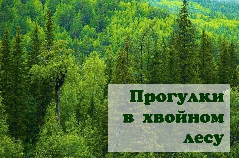 Почему легко дышится в хвойном лесу. Хвойный лес цитаты. Стих про хвойный лес. Почему в лесу легко дышится. В хвойном парке пахнет хвойной