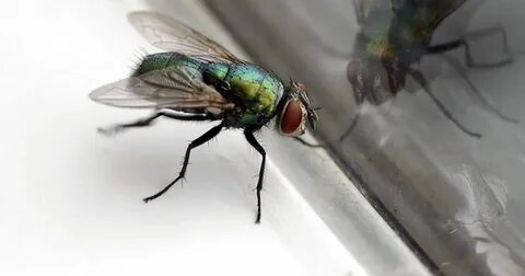 Change in the house of flies