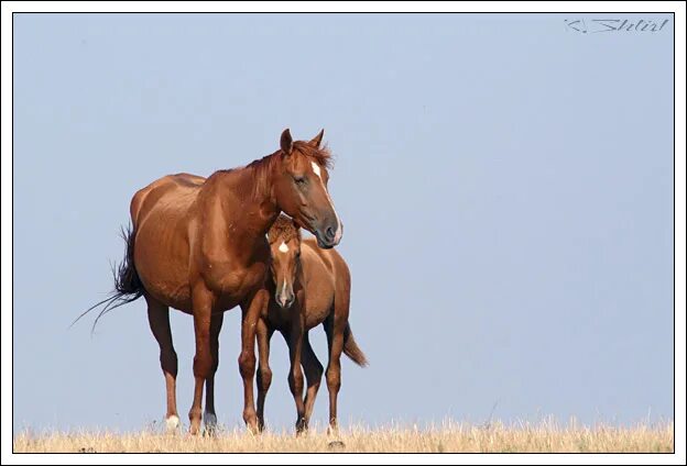 лошадь 3д. скачки на лошади через барьер. табун белых лошадей. 6 лошадей. тройка лошадей.
