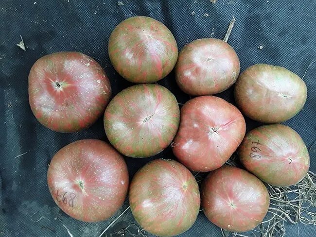 томат кровавая луна.