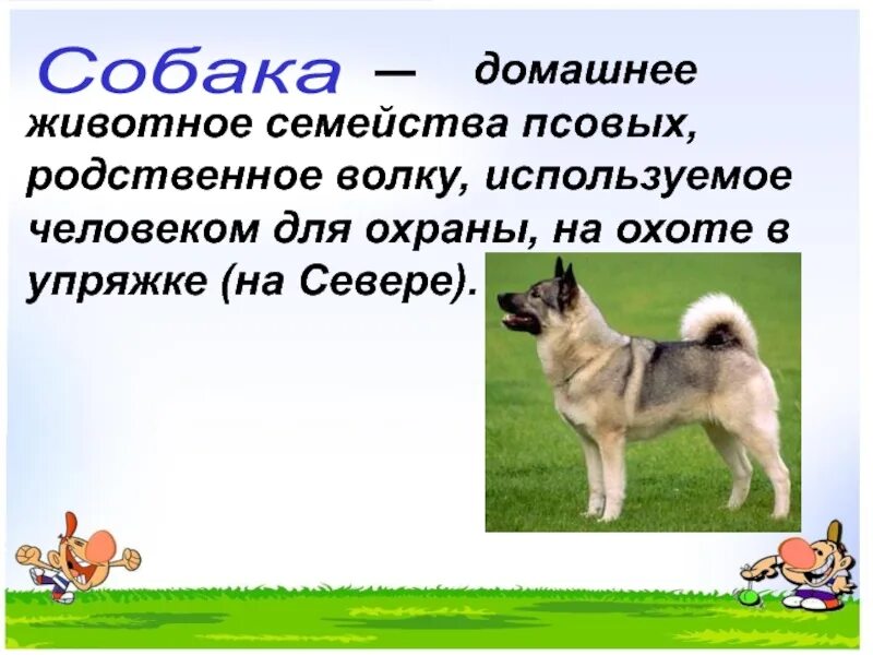 Слово собака. Словарная работа собака. Текст про собаку. Проект про собаку 1 класс.