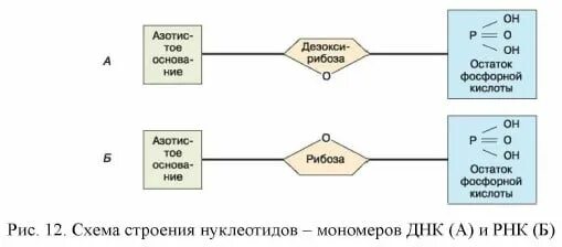 Картинки КАКОГО СТРОЕНИЕ НУКЛЕОТИДА