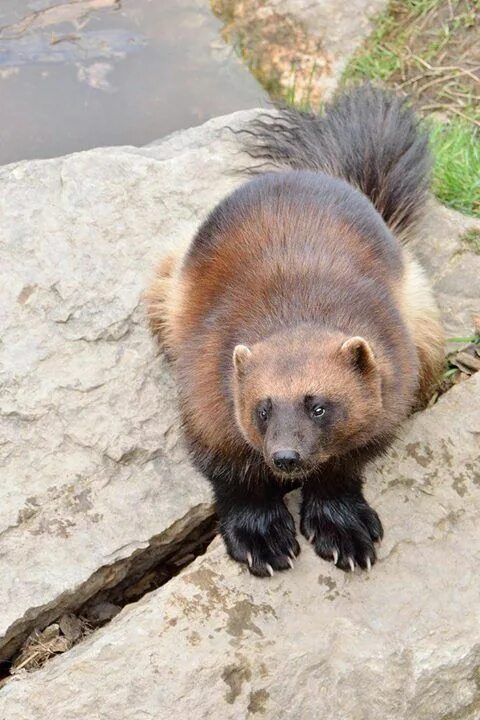 Как выглядит росомаха в жизни Wolverine Stock Photo 543682723 Shutterstock Wolverine animal, Wolverine, Animal