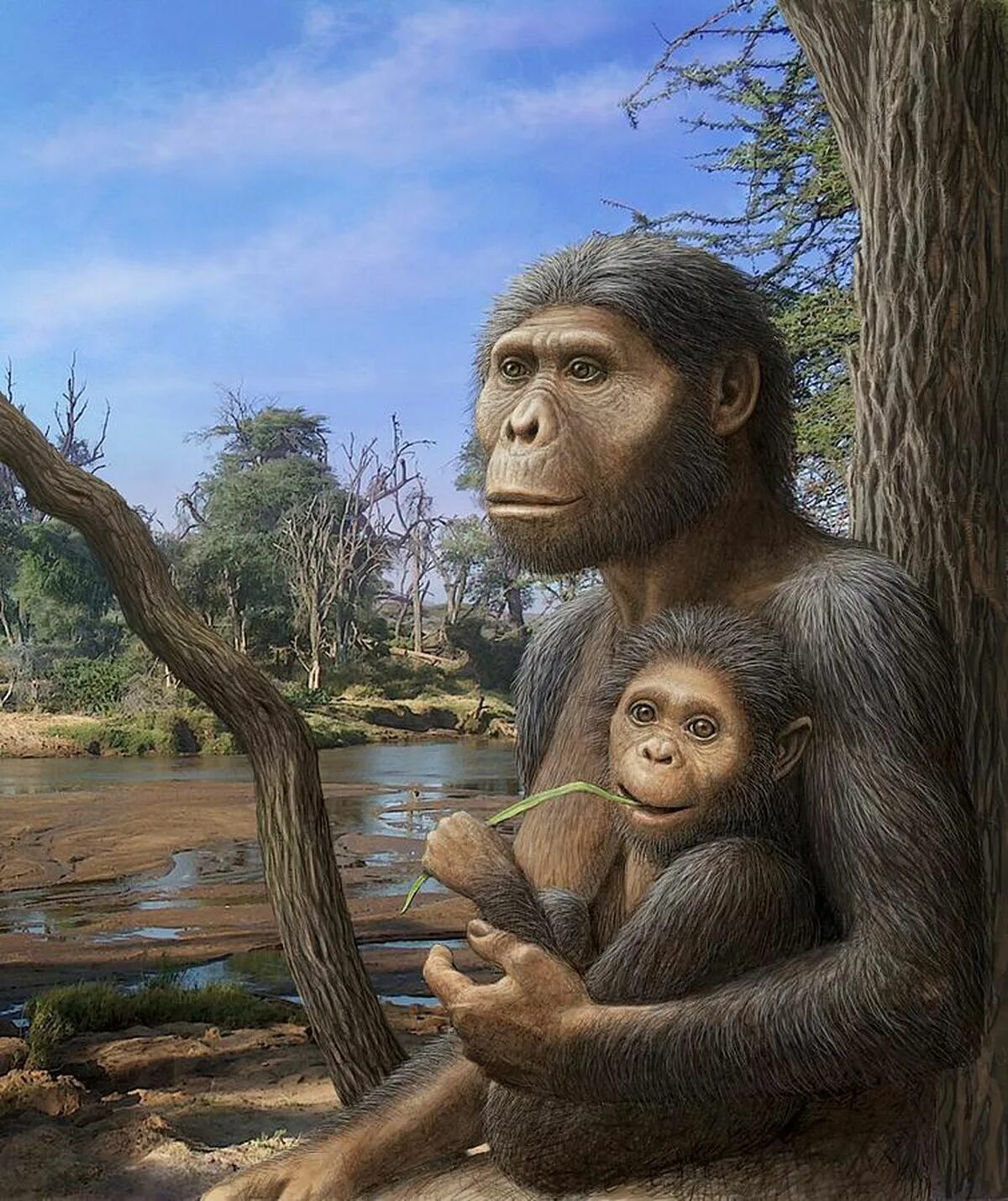 Человекообразные предки человека. Австралопитек афарский. Australopithecus Afarensis (австралопитек афарский). Австралопитеки гоминид. Австралопитек Эфиопский.