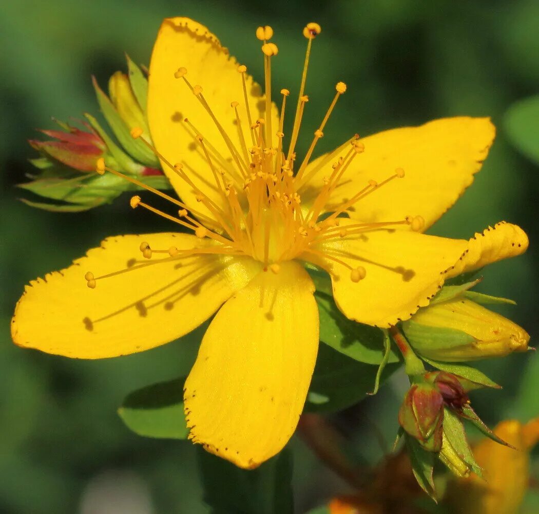 Зверобой продырявленный (Hypericum perforatum). Зверобой продырявленный (обыкновенный) Hypericum perforatum. Зверобой обыкновенный Hypericum perforatum. Зверобой продырявленный (обыкновенный) - Hypericum perforatum l..