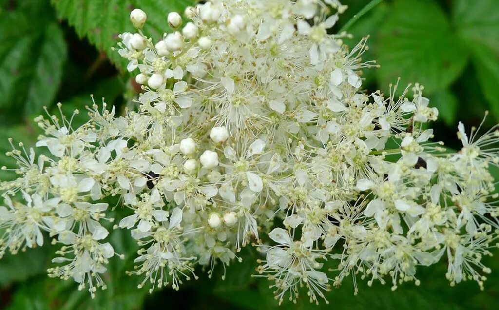 Таволга вязолистная. Лабазник вязолистный (Filipendula Ulmaria). Таволга вязолистная (Filipéndula Ulmária). Лабазник вязолистный (таволга вязолистная). Filipendula Ulmaria.