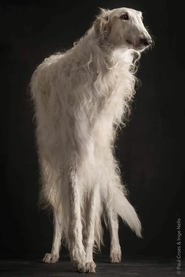 Как выглядит собака русская борзая Borzoi Welcome to Our World of Dogs Borzoi dog, Borzoi, Dog breeds