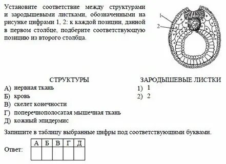 Установите соответствие между тканями и зародышевыми листками