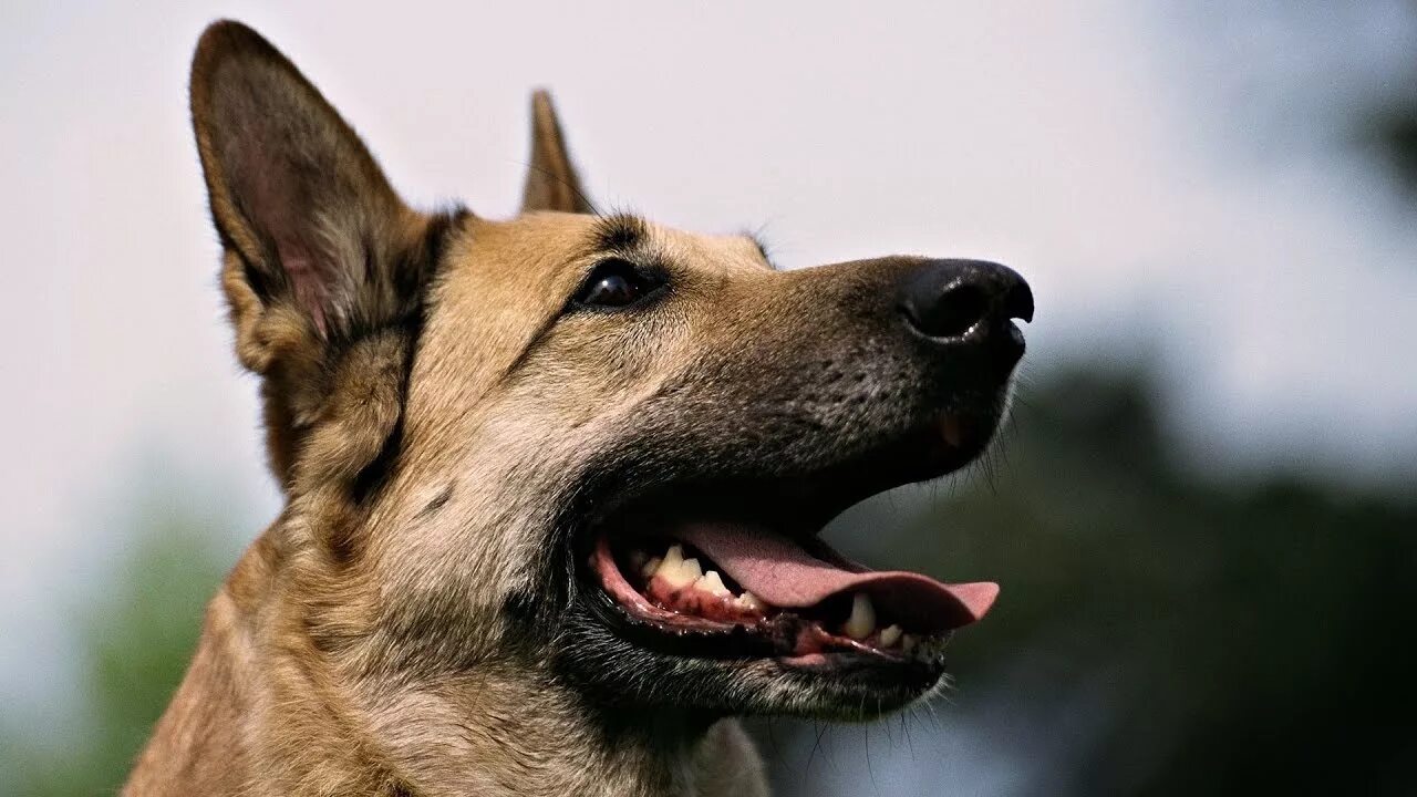 Германская агрессия. Немецкая овчарка длинношерстная. Собака овчарка немецкая злая. Овчарка малинуа оскал. Немецкая овчарка оскал.