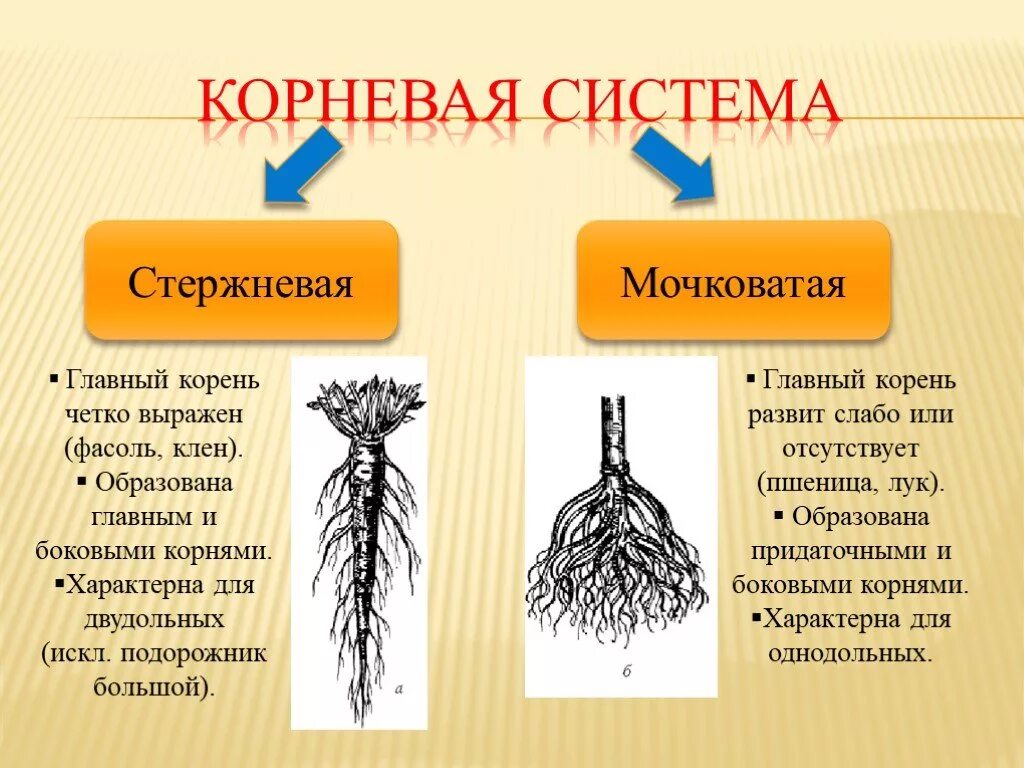 Написать значение корня. Корневые и мочковатые корни растений. Корневые системы растений 6 класс мочковая. Мочковатая корневая система это в биологии 6 класс. Корневые системы растений 6 класс мочковатая главный корень.
