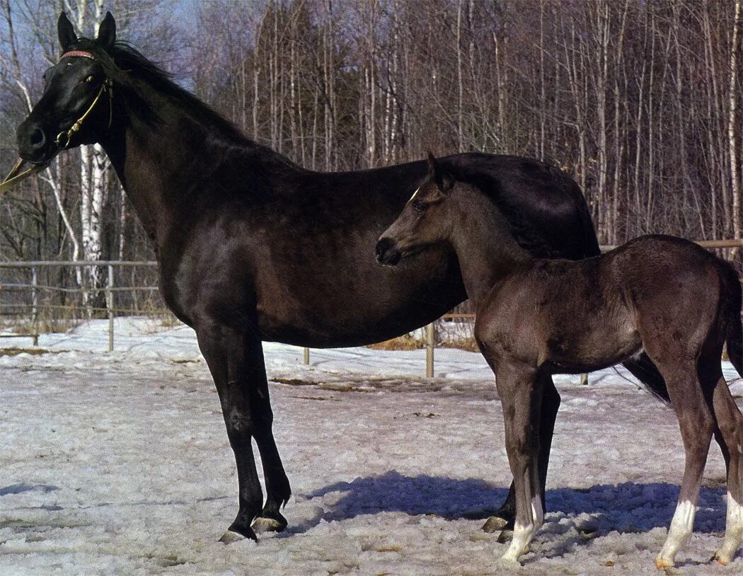 Орловский конезавод породы. Московский конезавод 1. Кулешов коневодство 1931. Кустанайский конный завод.