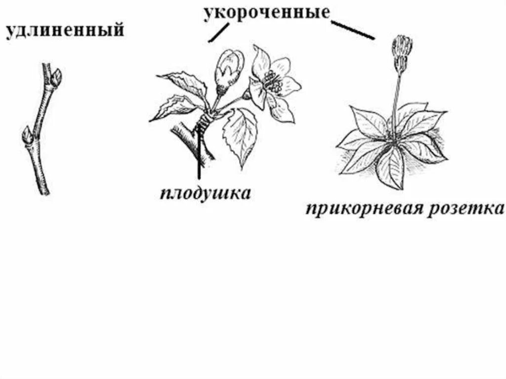 Удлиненный побег и укороченный побег. Удлиненные укороченные и розеточные побеги. Типы побегов по длине междоузлий. Строение укороченного побега.