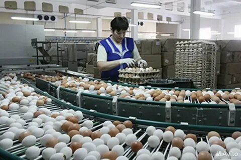 На птицефабрике упаковали 860 яиц в большие