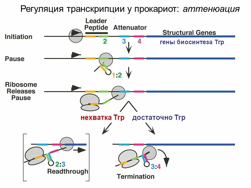 Регуляция у прокариот и эукариот