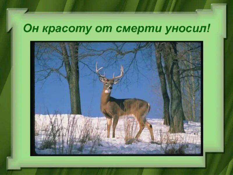 Стихотворение бунина густой зеленый ельник. И.А.Бунина "густой зеленый ельник у дороги...". Густой зелёный Мельник у дороги. Густой зелёный ельник. Бунин густой ельник.